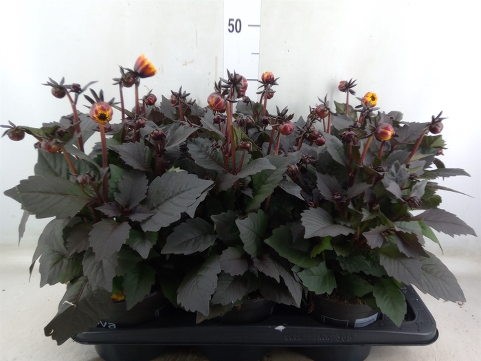 <h4>Dahlia  'Dahlinova Tempt Golden'</h4>