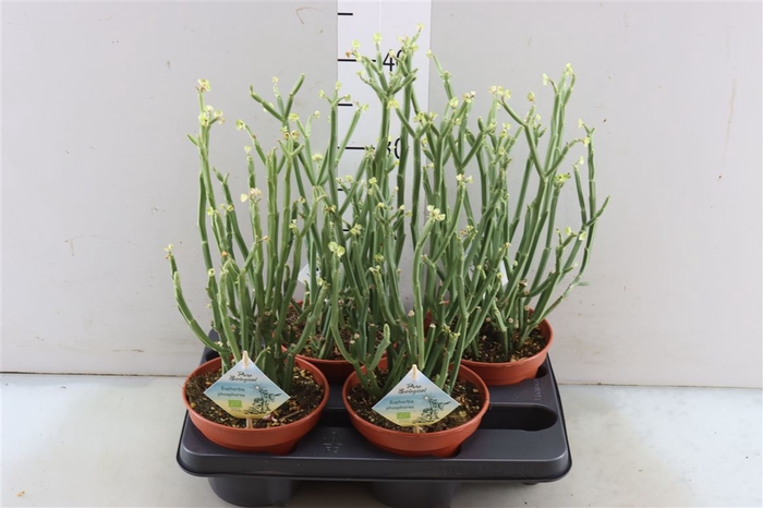 <h4>Euphorbia Phosphorea</h4>