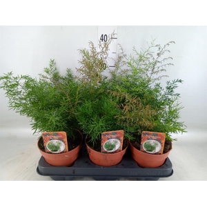 Asparagus dens. 'Cwebe'