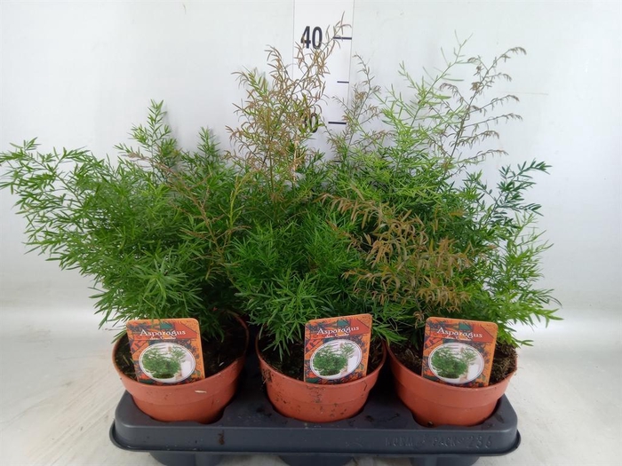 <h4>Asparagus dens. 'Cwebe'</h4>