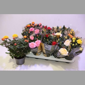 Ro Kordan Grande Gem