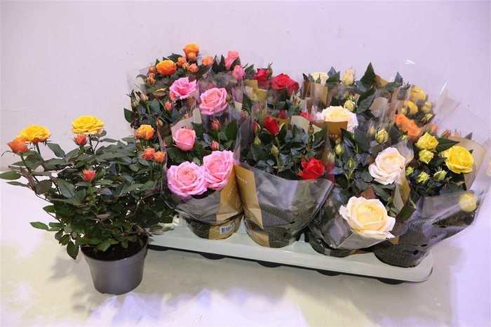 <h4>Ro Kordan Grande Gem</h4>