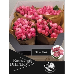 R TR SILVA PINK+