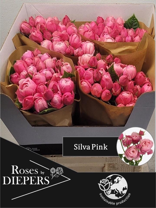 <h4>R TR SILVA PINK+</h4>