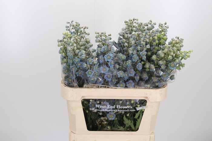 Delphinium (Elatum Grp) dubbelbloemig Premium Rainbow Senation