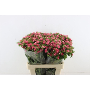 Di Barb Doblino Pink