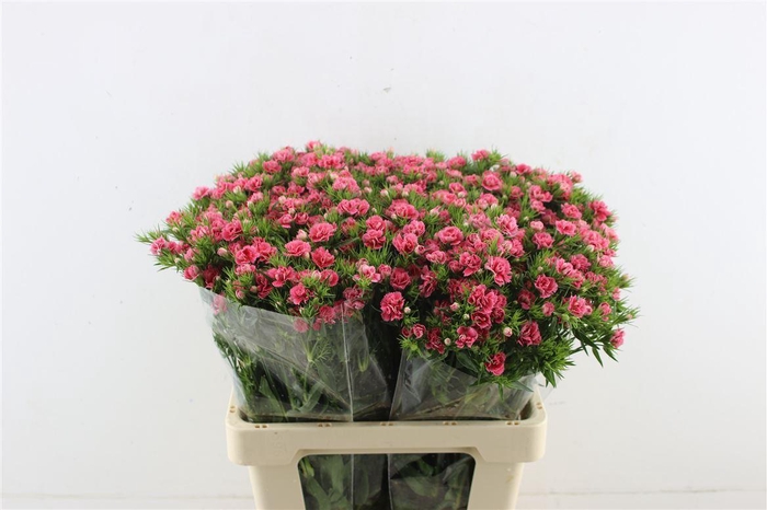 <h4>Di Barb Doblino Pink</h4>