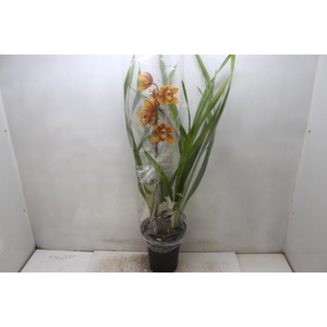 CYMBIDIUM P18