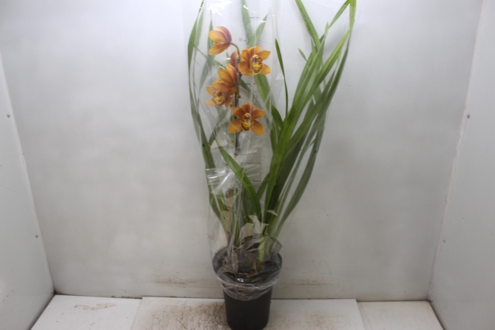 <h4>CYMBIDIUM P18</h4>