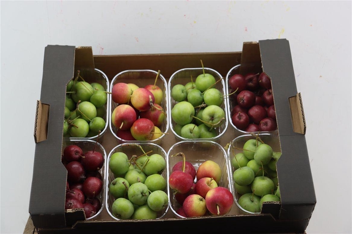<h4>Sier Malusappel Mix X8</h4>