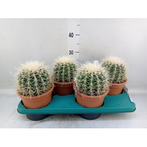 Echinocactus grusonii 'Albispina'