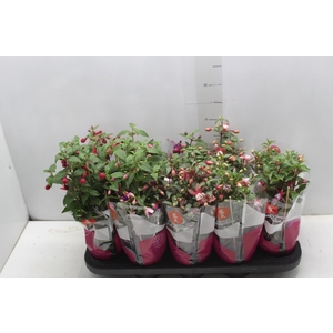 BRINCO DE PRINCESA P11