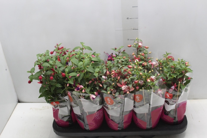 <h4>BRINCO DE PRINCESA P11</h4>