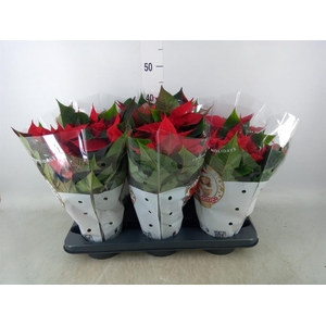 Euphorbia pulc. 'Christ Feel'