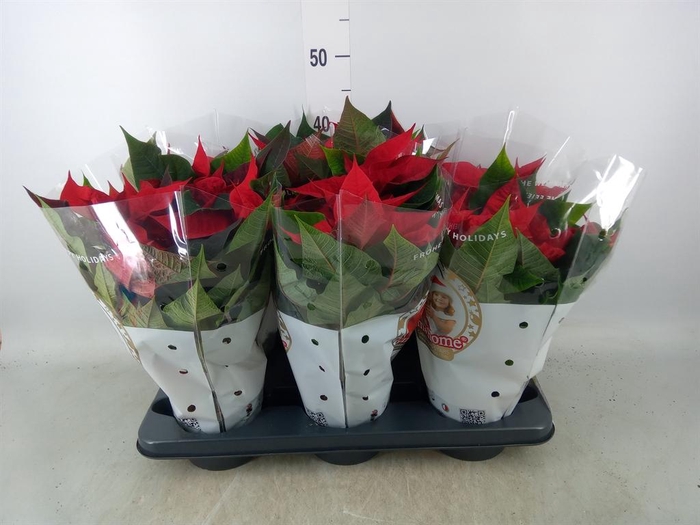 <h4>Euphorbia pulc. 'Christ Feel'</h4>