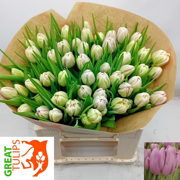 <h4>TU DU KICKSTART</h4>