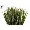 IRIS BLUE MAGIC
