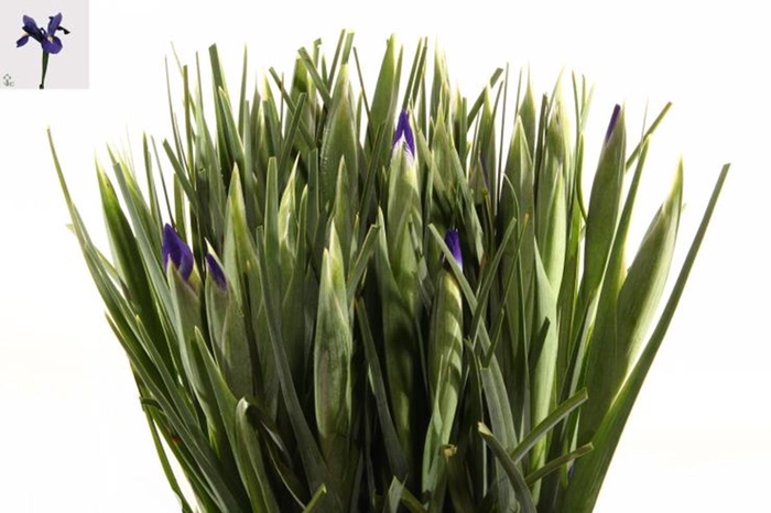 IRIS BLUE MAGIC