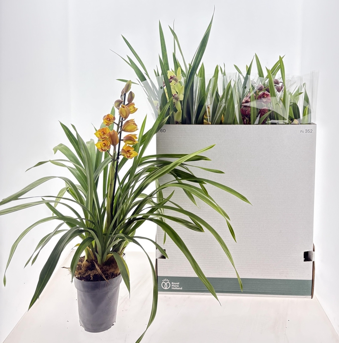 <h4>CYMB GEMENGD</h4>