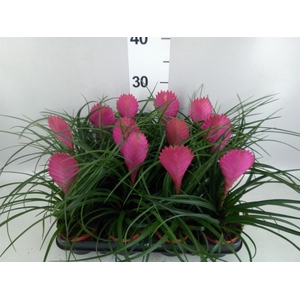Tillandsia cyanea 'Anita'