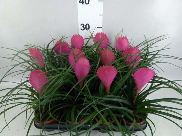 <h4>Tillandsia cyanea 'Anita'</h4>