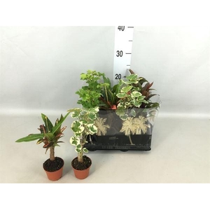 Planten  ..mix