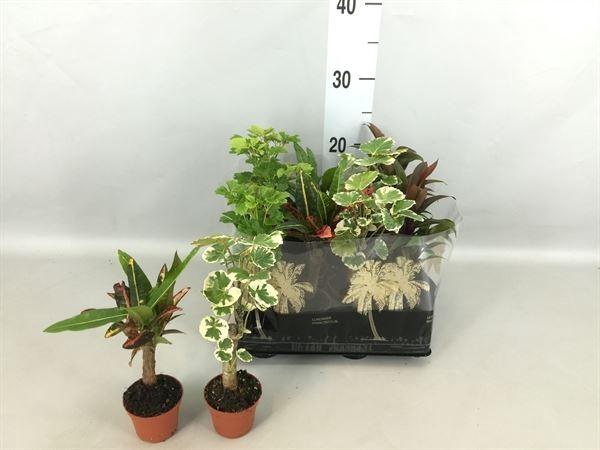 <h4>Planten  ..mix</h4>