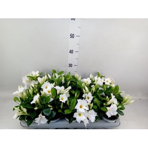 Mandevilla sand. 'Rio White'