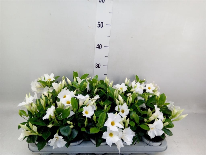 <h4>Mandevilla sand. 'Rio White'</h4>