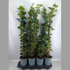 Hedera hibernica