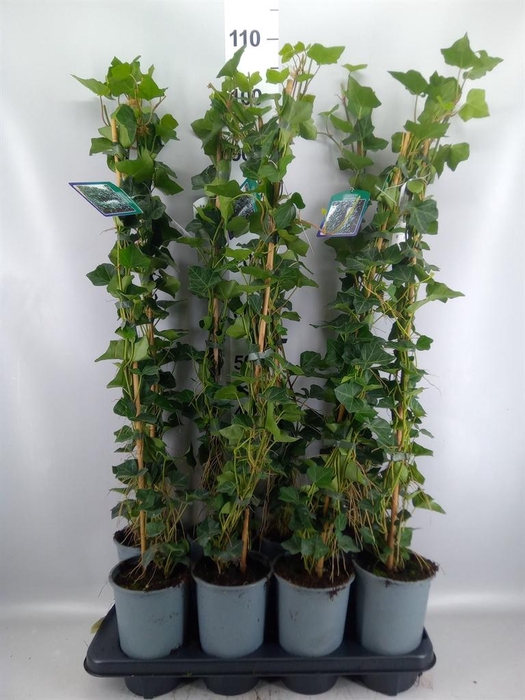 <h4>Hedera hibernica</h4>
