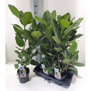 FICUS BENG AUDREY