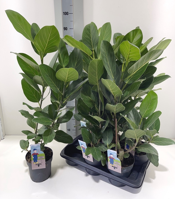 FICUS BENG AUDREY