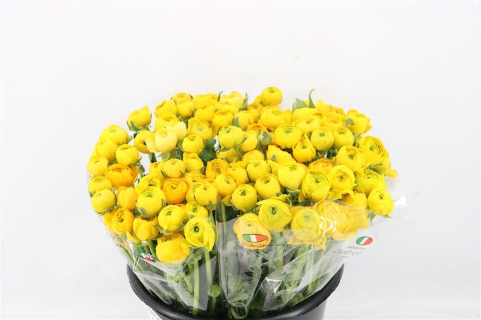 <h4>Ran Elegance Yellow</h4>