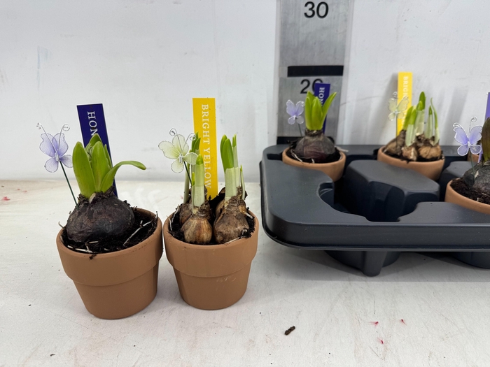 <h4>ARR BOL KNOLGEWAS</h4>