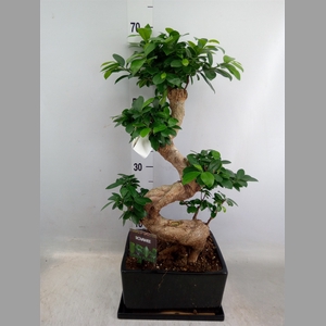 Ficus microcarpa 'Ginseng'