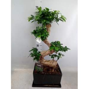 Ficus microcarpa 'Ginseng'