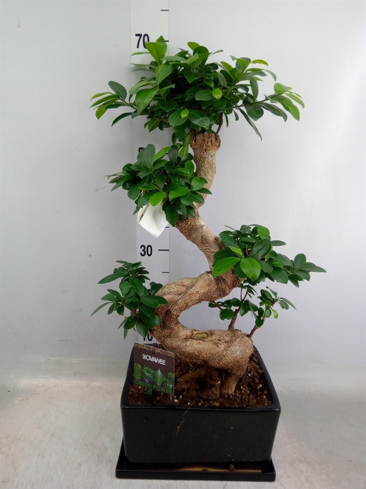 <h4>Ficus microcarpa 'Ginseng'</h4>