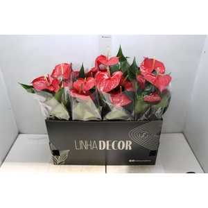 ANTHURIUM QUERIDA P15 PREMIUM