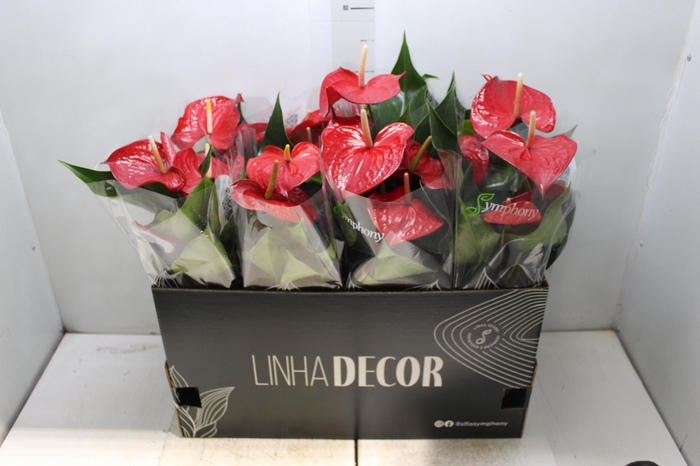 ANTHURIUM QUERIDA P15 PREMIUM