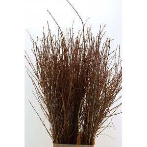 Forsythia 150cm Per Tak