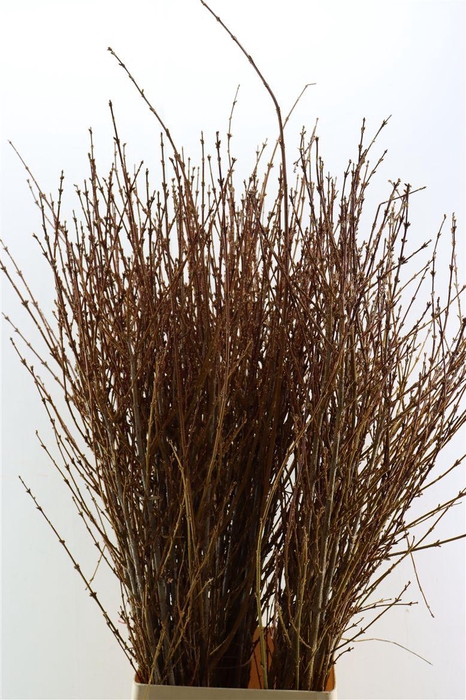 <h4>Forsythia 150cm Per Tak</h4>