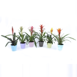 Bromelia mix in Kunstof pot Pastel