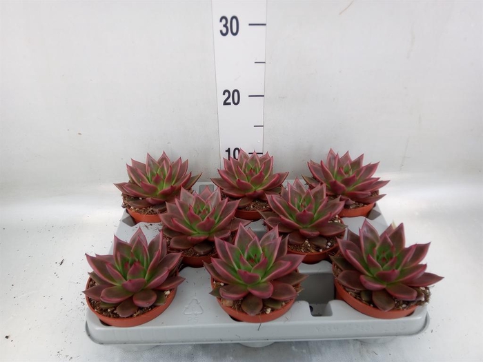<h4>Echeveria ...</h4>