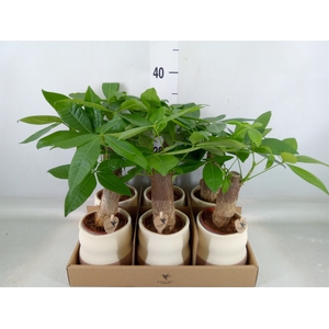 Pachira aquatica