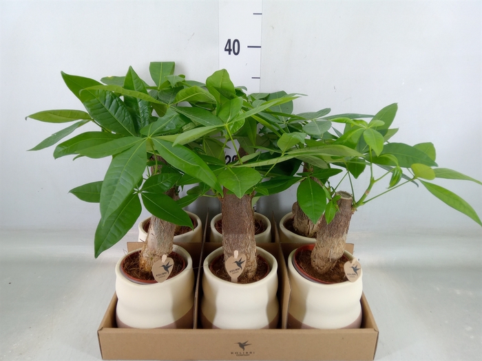 <h4>Pachira aquatica</h4>