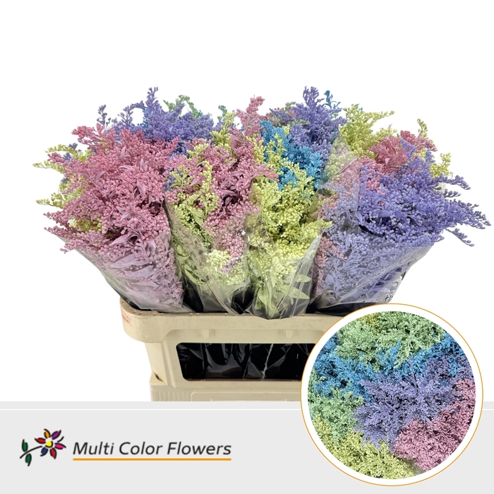 <h4>Solidago Pastel Mix</h4>