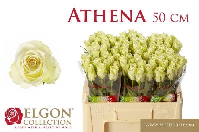 <h4>R GR ATHENA</h4>