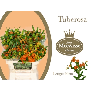 Asclepias Tuberosa