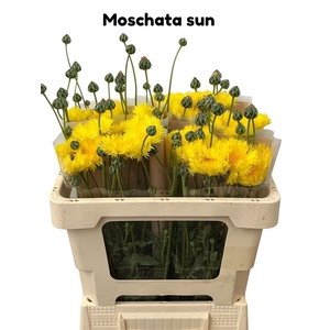 Centaurea Moschata Sun
